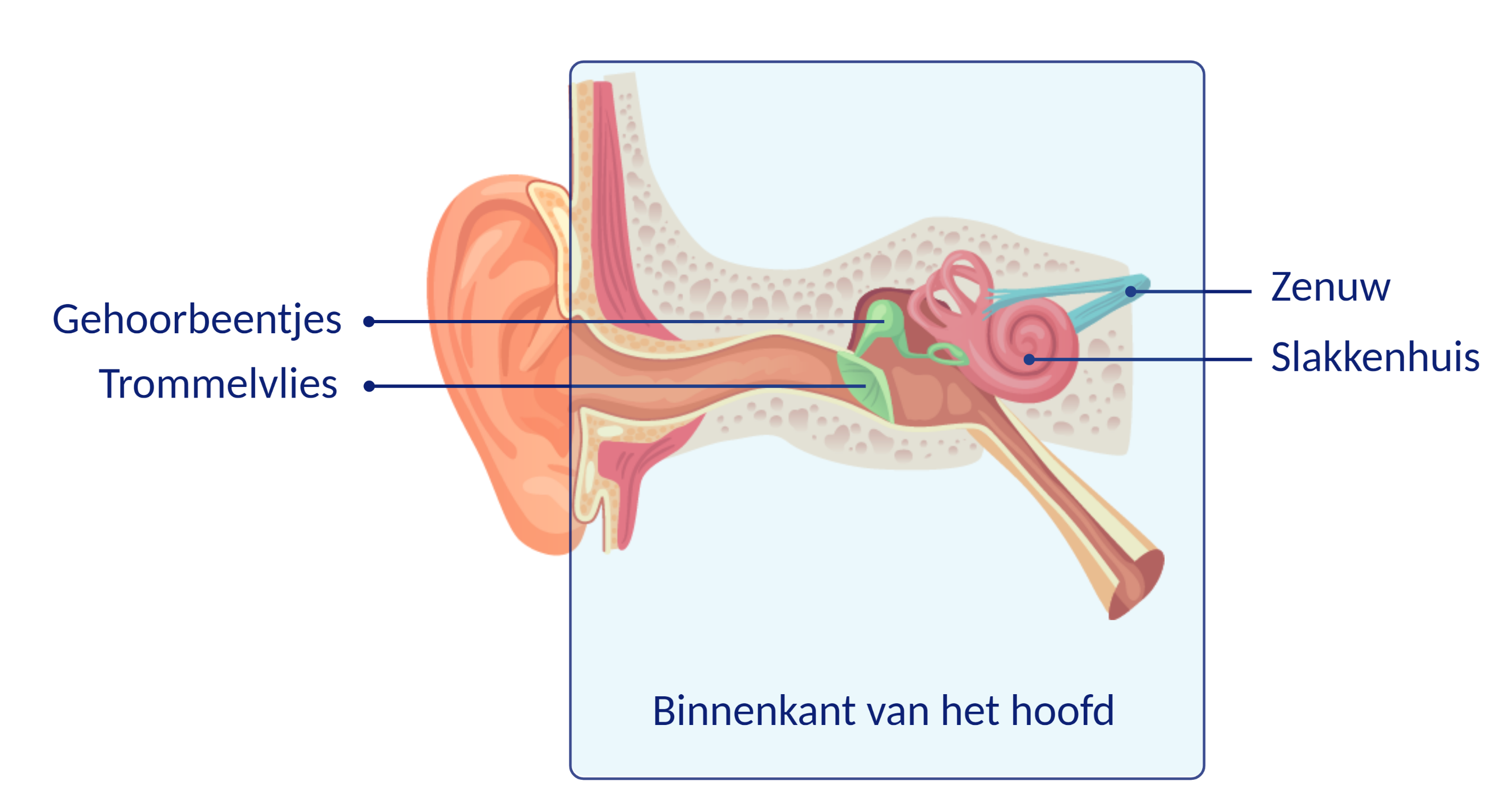 Operatie aan de gehoorbeentjes - Patiëntenfolder - Erasmus MC